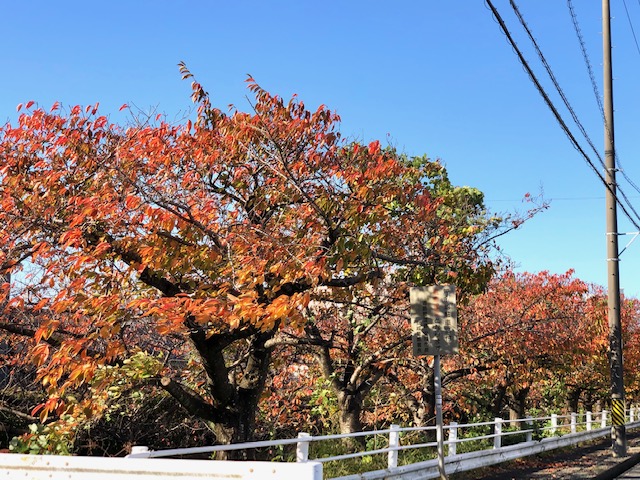 紅葉 イエステーション安城店 株式会社ナイスコーポレーション